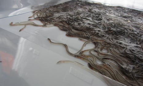 Eels from one of the boxes seized