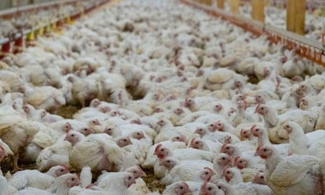 Chickens being raised for slaughter