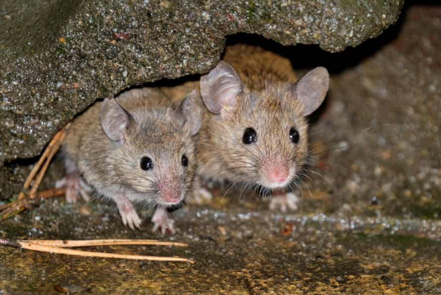 A pair of mice take refuge in a garden.