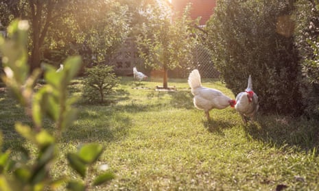 chickens in a garden