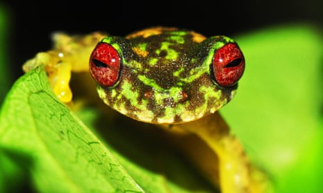 This mossy red-eyed frog is one of hundreds of species negatively impacted by chytrid fungus and now threatened with extinction.