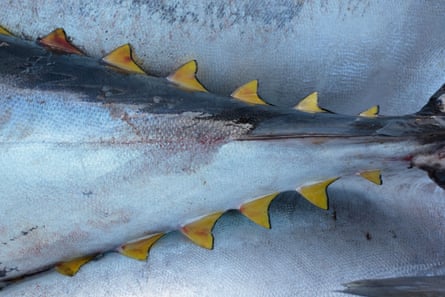 Риба тон с жълти перки, опакована за пазара, Тенерифе, Канарски острови, Испания