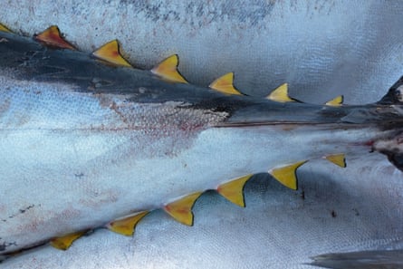 Yellowfin tuna packed for market, Tenerife, Canary Islands, Spain