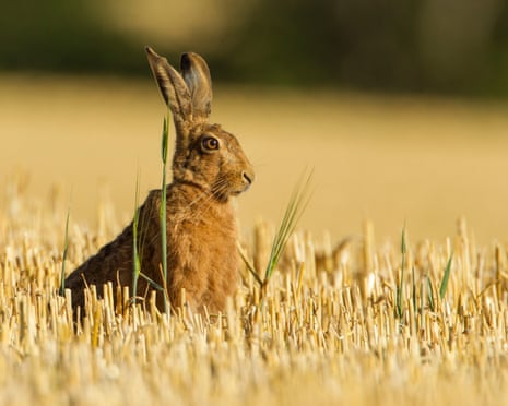 A brown hare sitting in a stubble field in golden evening light