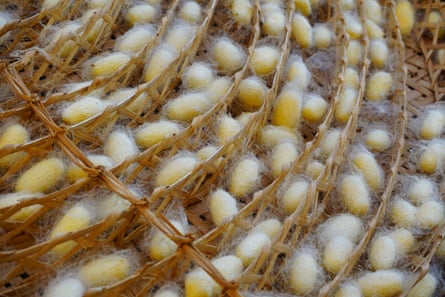 Close-up of silkworm cocoons in a woven basket.