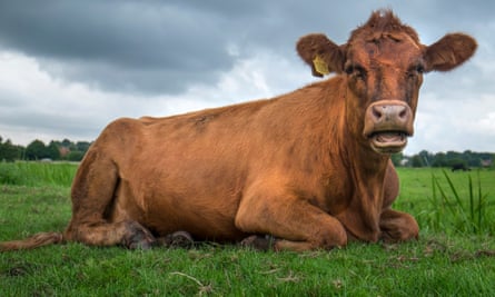 A cow lying in a field.