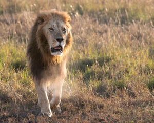 Masai Mara National Reserve, Kenya ‘I photographed this lion on the hunt while visiting the reserve last November.’