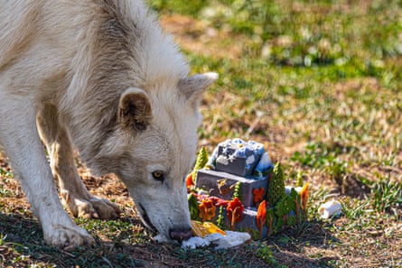 A white wolf-like dog eating what looks like a birthday cake