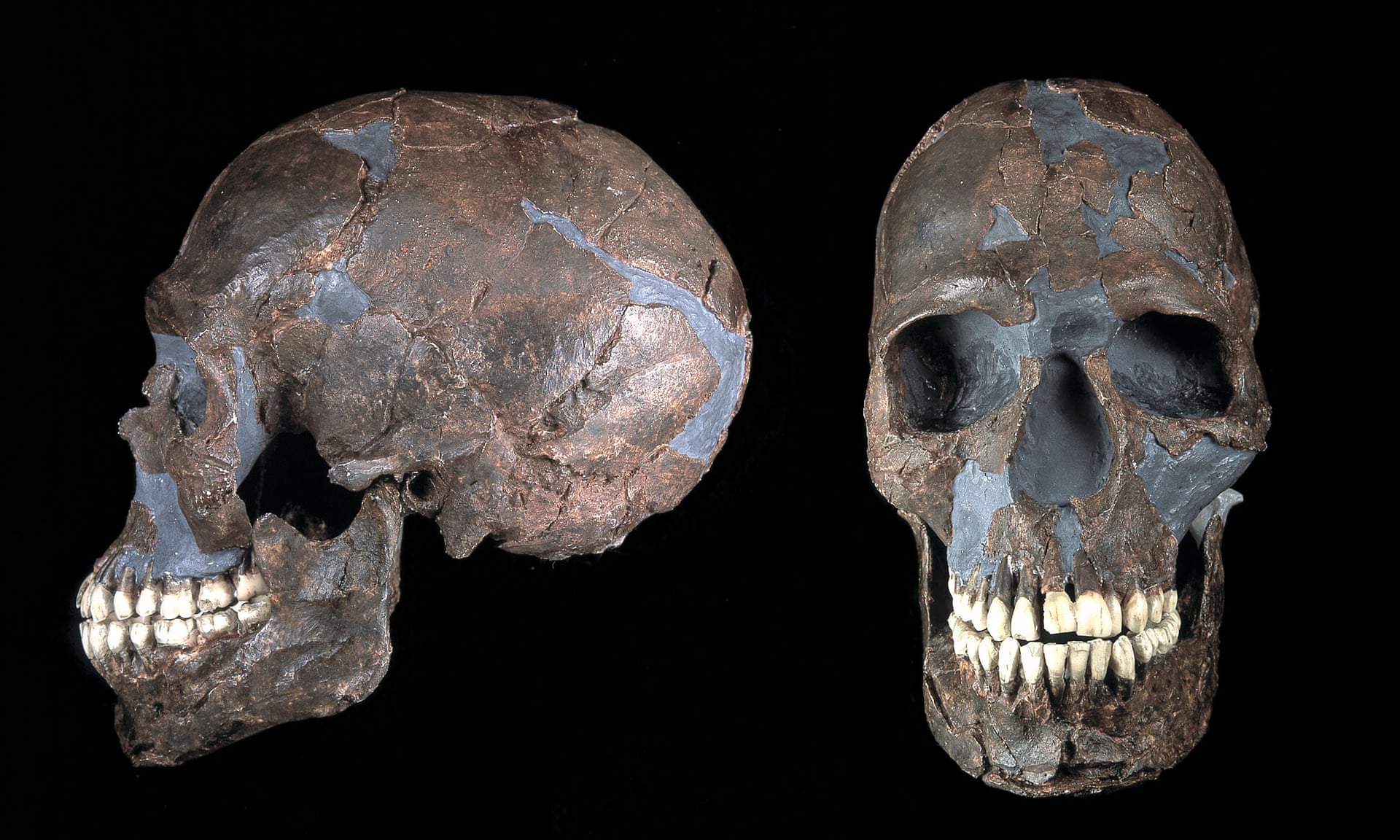 A skull found in the Qafzeh cave in Israal, among the earliest Eurasian homo sapiens to be found.