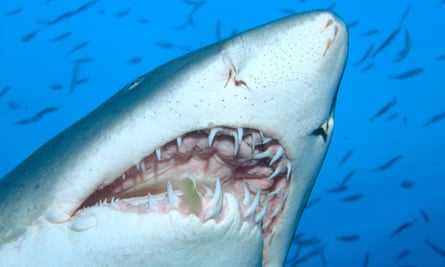 The sand tiger is a suspect in recent shark-human encounters off Long Island.