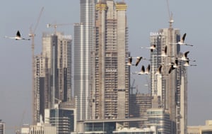 Migrating flamingoes fly past buildings under construction in Dubai, United Arab Emirates