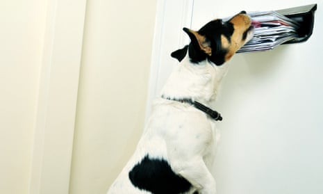 A jack russell attacks a pile of letters as it comes through the letterbox