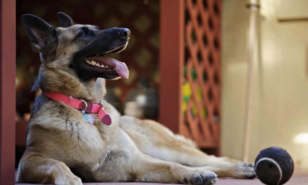 Dog that went missing in California is found a year later – in Kansas (theguardian.com)