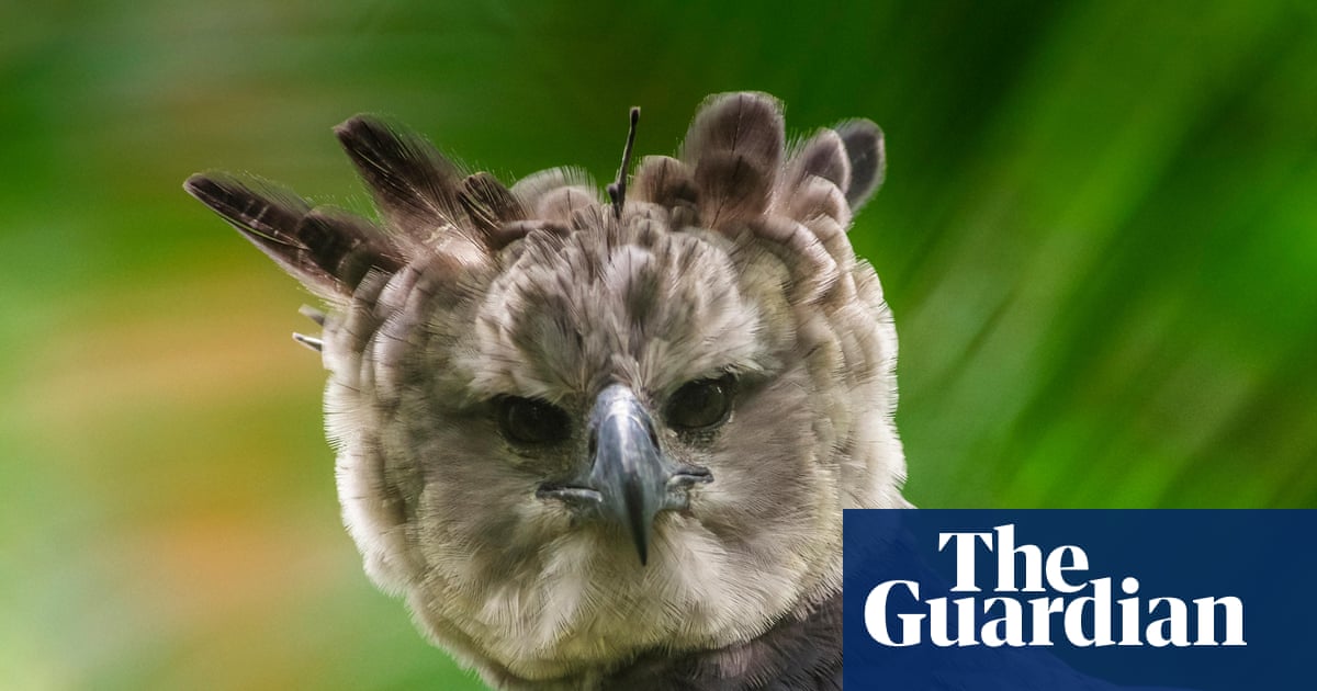 A jester in the jungle: my quest to see a baby harpy eagle