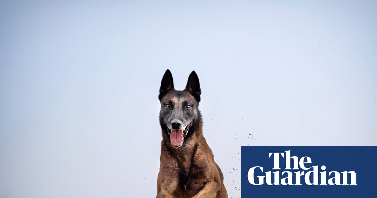 Pet owners: have you used an animal fitness tracker?