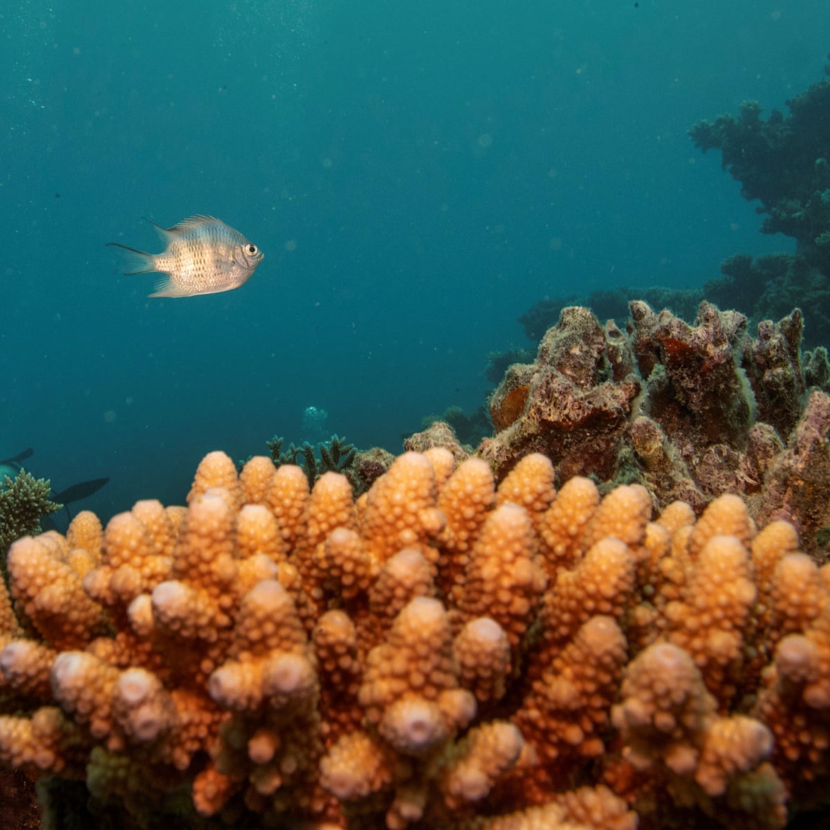 Great Barrier Reef Corals Have More Than Halved In Past 25 Years Study Shows Great Barrier Reef The Guardian