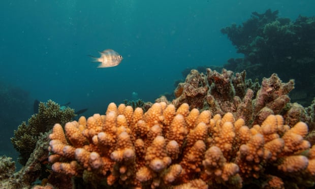 A sergeant major reef fish swims above a staghorn coral colony on the Great Barrier Reef
