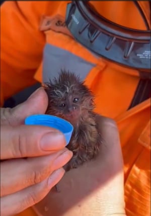 Um filhote de sagui foi resgatado de um incêndio florestal pelo Corpo de Bombeiros de Araguari no Parque Estadual Pau Furado, Brasil. O macaquinho bebe água de uma tampinha de garrafa. O macaco foi levado para um hospital veterinário para tratamento