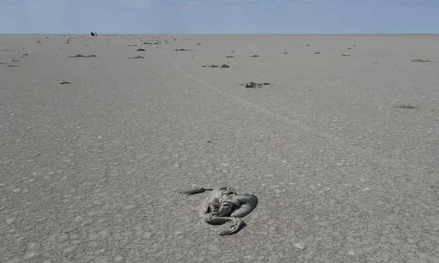 The remains of young flamingos on the dry bed of Turkey’s Lake Tuz