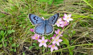 Large blue butterfly, female