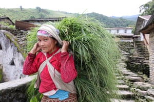 A woman carries a cargo of animal fodder, strap around her head.