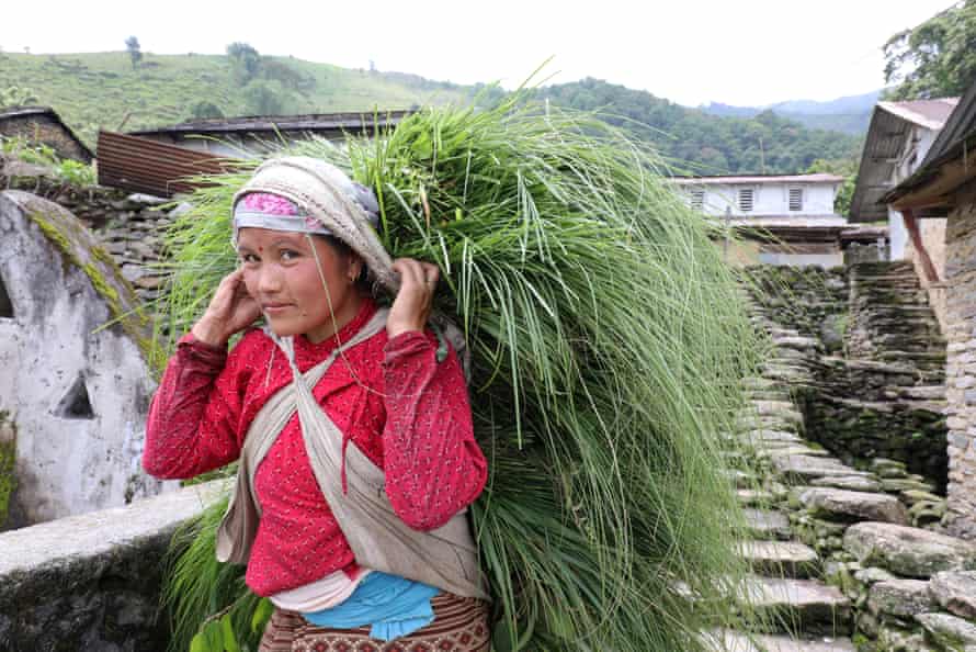 A woman carries a cargo of animal fodder, strap around her head.