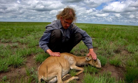 Dr Steffen Zuther examines a dying female saiga.