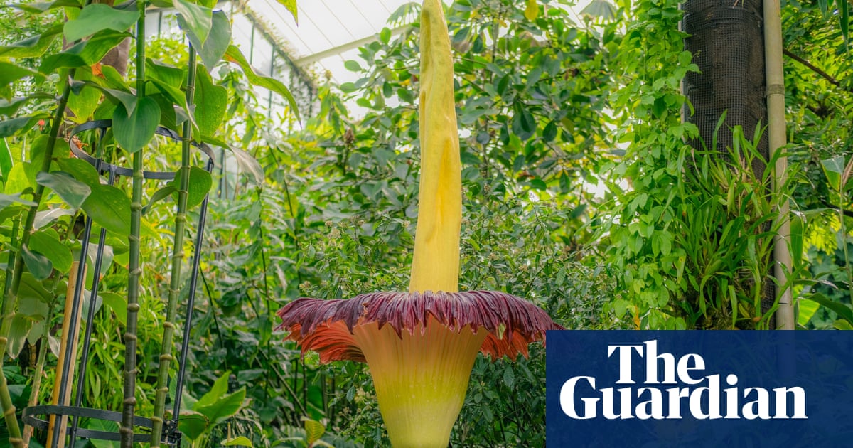 The corpse flower: is this the world’s smelliest plant? The corpse flower: is this the world’s smelliest plant?