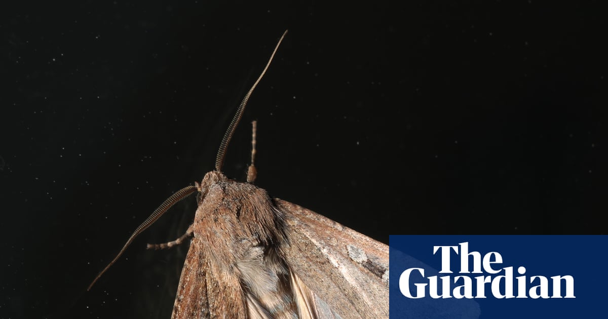 Cloudy with a chance of moths: bogong swarms are bamboozling weather radars across NSW