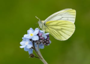A green-veined white butterfly