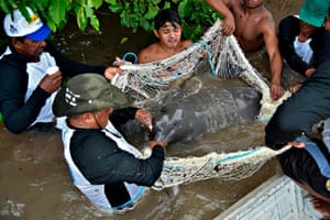 A dolphin being captured by WWF members in the Amazon river, Brazil