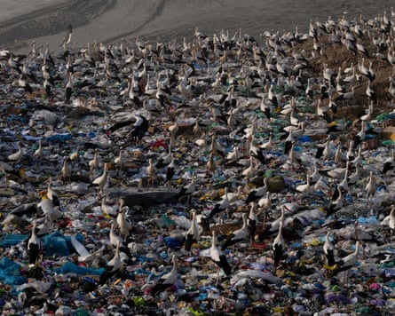 Hundreds of storks stand at a landfill Getty Images)