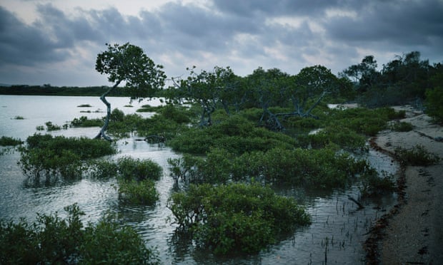 Mangroves at high tide on the western side of Curtis Island, the same side as a liquified natural gas plant in Australia.