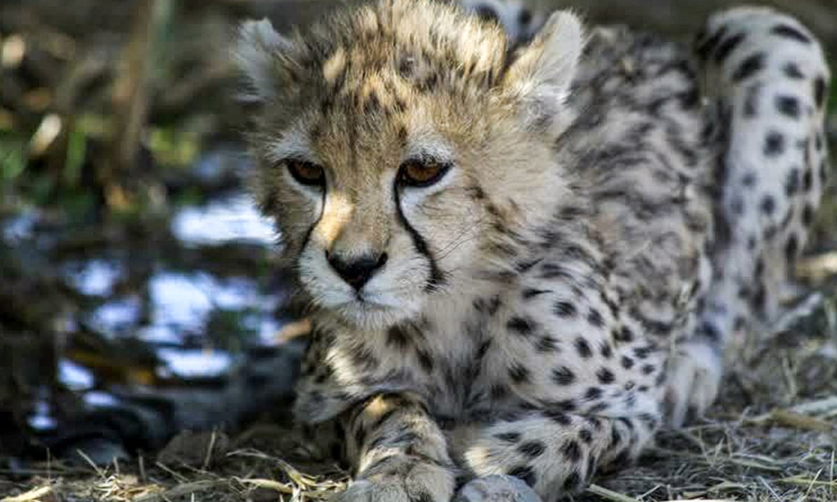 Last of Iran's endangered Asiatic cheetah cubs in captivity dies | Iran |  The Guardian