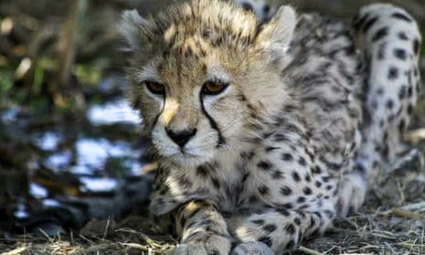 Pirouz, an Asiatic cheetah