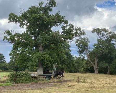 Horses stand beside the hay trailer in a field of parched grass, summer 2025.