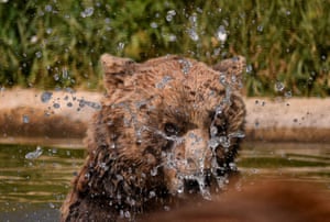 A brown bear cools off in a pool at a bear sanctuary near Mramor, Kosovo