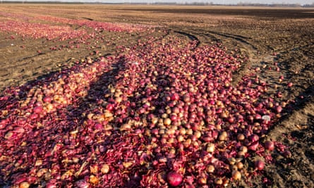 Discarded onions in a field in Ontario, Canada.