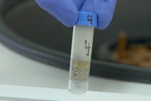Wastewater being tested for traces of Covid-19 at Sydney Water’s West Ryde lab