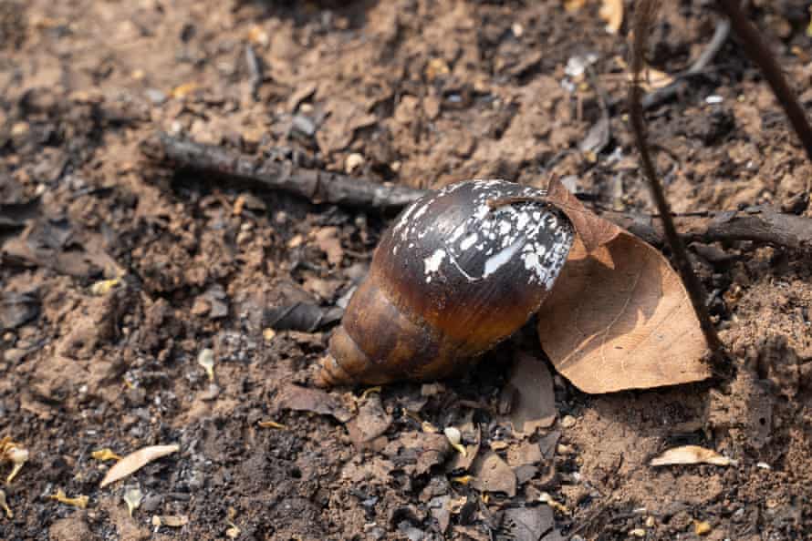 A snail’s shell reveals how fire affect creatures both large and small.