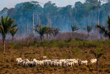 Cattle graze with a burnt area in the background after a fire in the Amazon rainforest near Novo Progresso, Para state, Brazil, on 25 August 2019.
