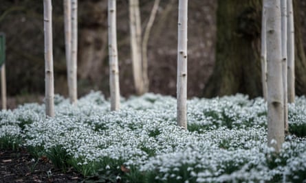 Snowdrops at Dunham Massey, Altrincham, Cheshire