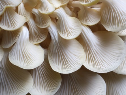 textured yellow oyster mushroom