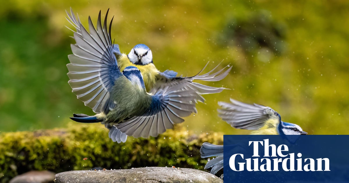 Small Changes in Gardening: A Big Impact on Our Birds