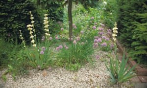 Tengo un jardín de diseño dilema? Aquí hay cinco consejos de expertos 2 Plants growing in gravel