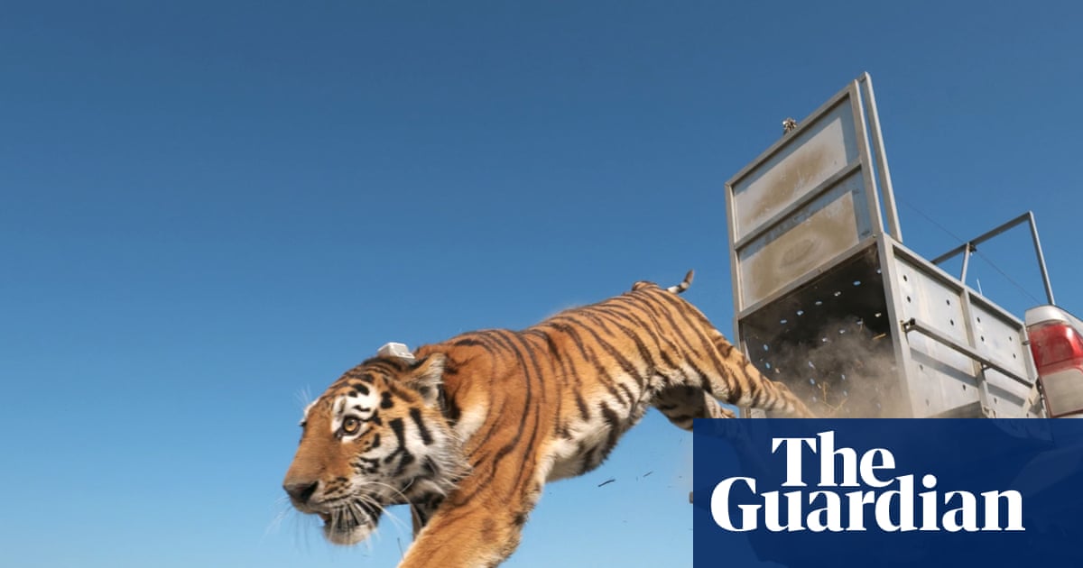 The return of the caspian tiger: how a species feared extinct has come back to Kazakhstan