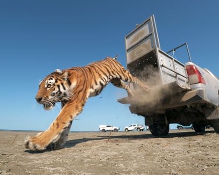 Female amur tiger Umit jumps out of a pickup truck while being released into the wild