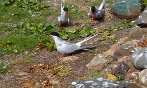 Checks on the tagged terns to have returned to the Farne Islands this year has found that the tags had no measurable effect on the terns. Geolocator-tagged terns fledged the same number of chicks and returned to the Farne Islands at the same rate as other terns.