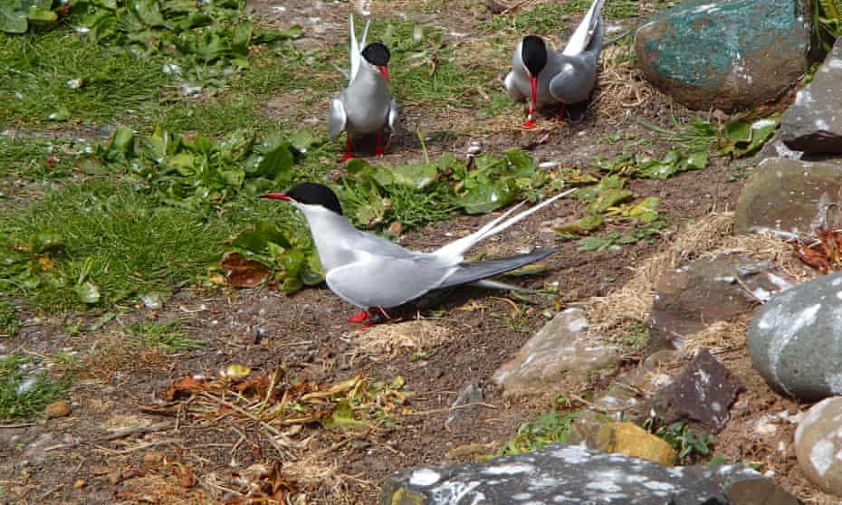 Arctic Tern Makes Longest Ever Migration Equal To Flying Twice Around The Planet Birds The Guardian Arctic Tern Makes Longest Ever Migration Equal To Flying Twice Around The Planet Birds The Guardian