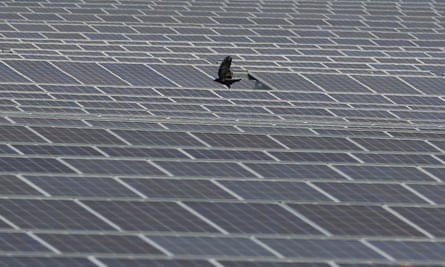 A crow flies over panels at Clayhill solar power farm in Westoning, UK.